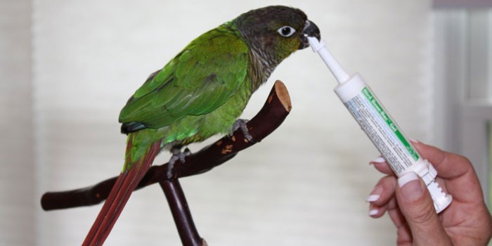 All Pets Medical and Laser Surgery Center Home