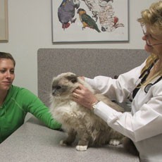 All Pets Medical and Laser Surgery Center Home