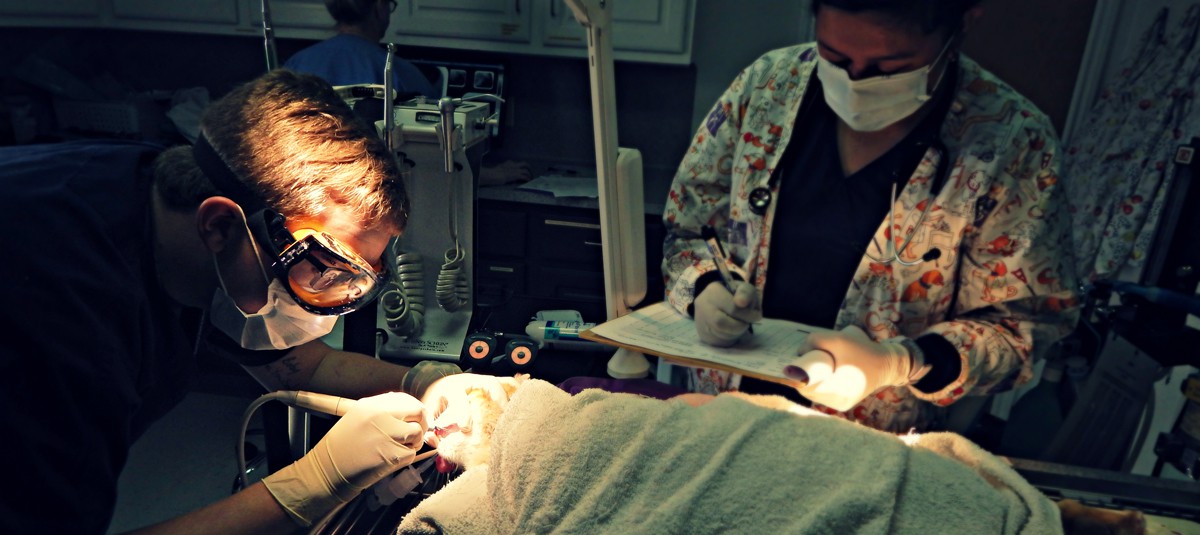 Home All Pets Veterinary Medical Center