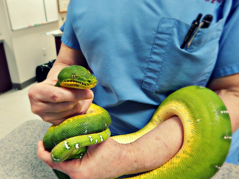 reptile veterinarians